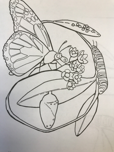 Butterfly Life Cycle