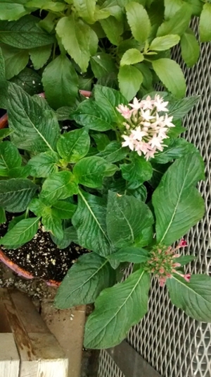 Pentas plant