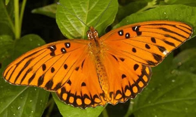 Gulf Fritillary butterfly