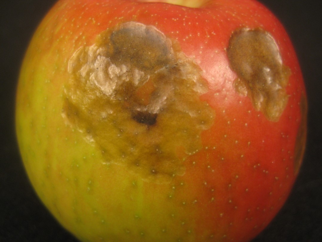 Leather blotch and associated decay on Honeycrisp.