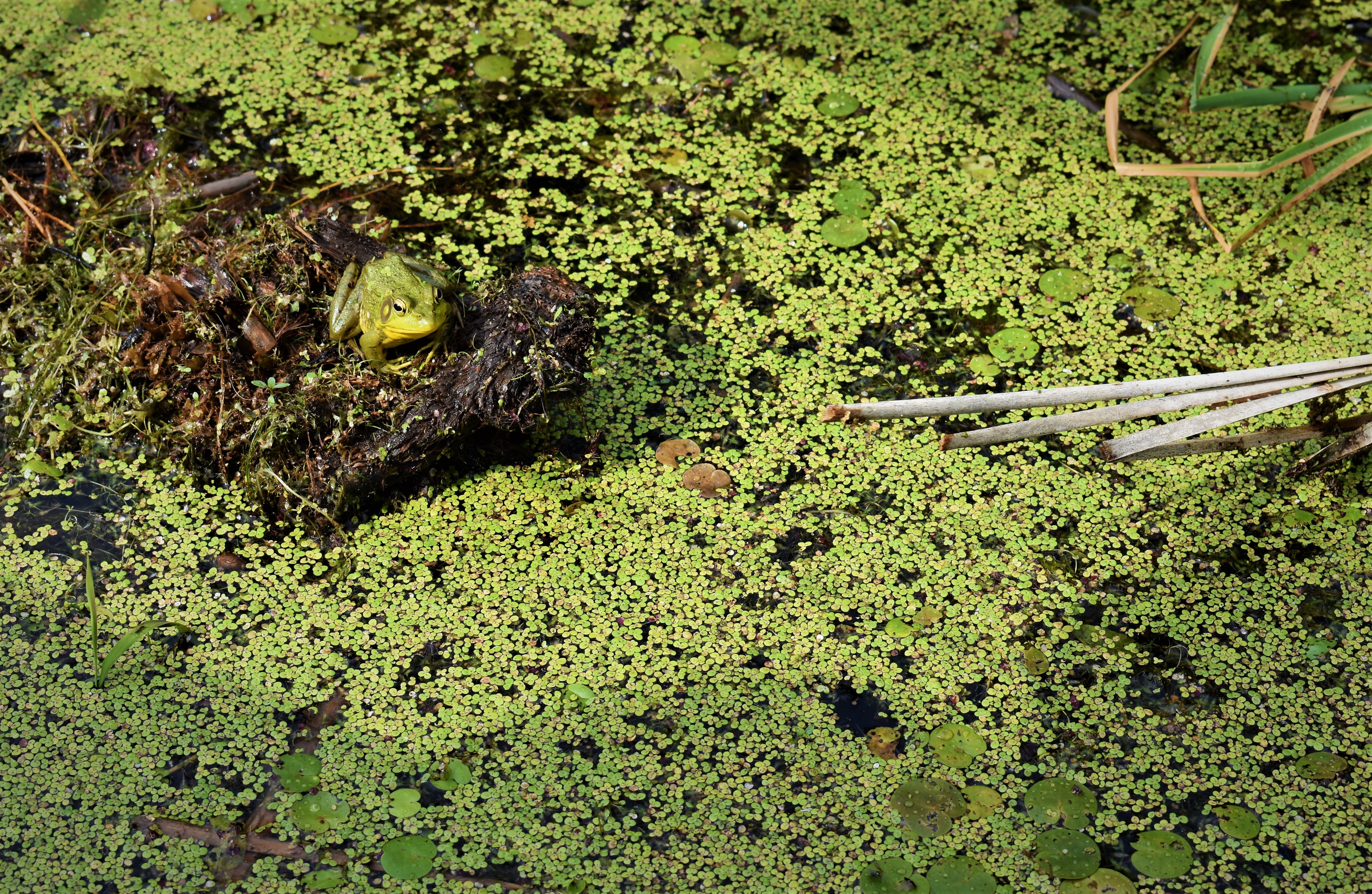 Small green plants in a pond