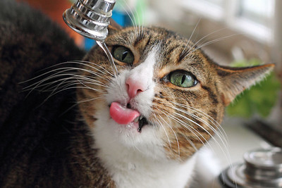 catdrinkfaucet_TeresaBoardman