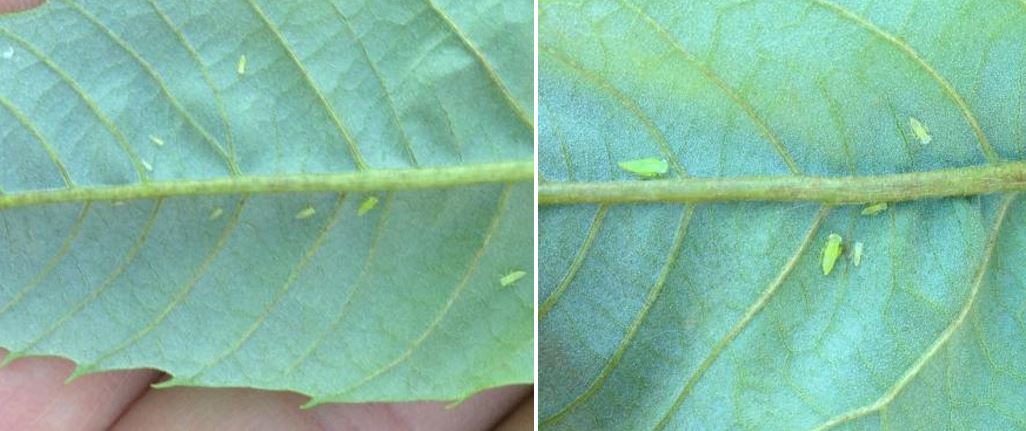 Potato leafhopper adults and nymphs 