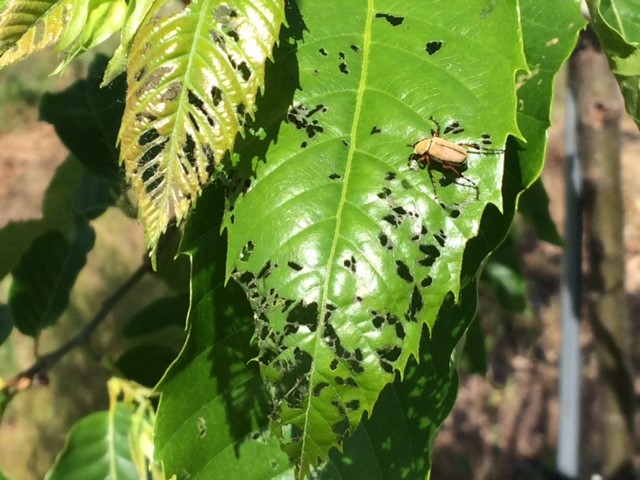 Adult rose chafer