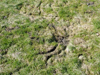 Vole tunneling 