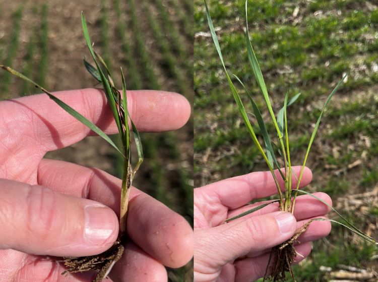 Close up of a hand holding wheat plant.