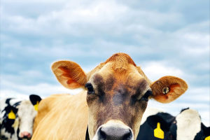Are Holstein or Jersey cows more profitable?