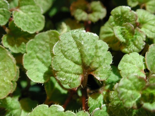  Corn Speedwell3.jpg 