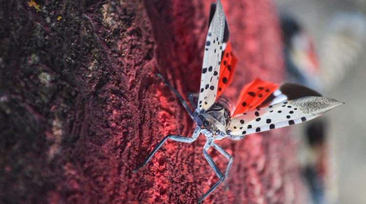 Spotted lanternfly adult