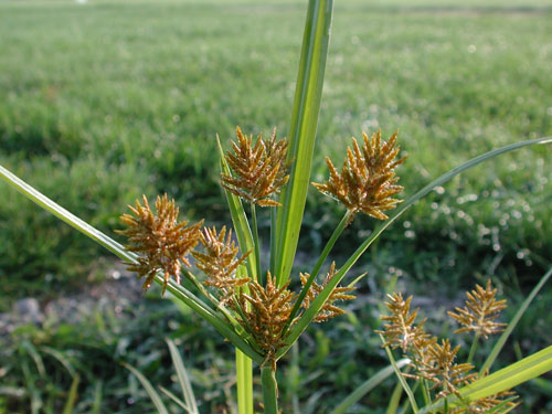  Yellow Nutsedge4.jpg 