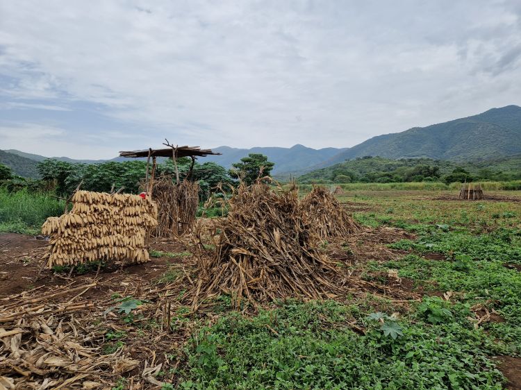 Harvested land in Mursi