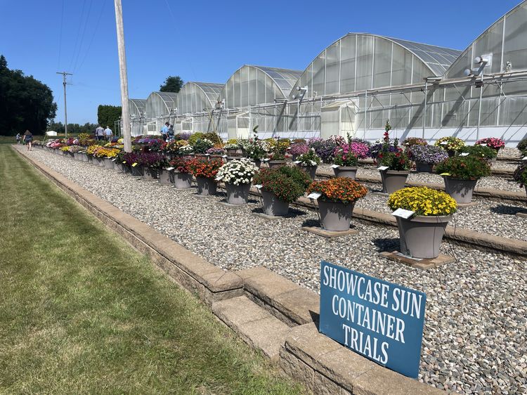 Mums set up in a gravel area outside glass greenhouses.