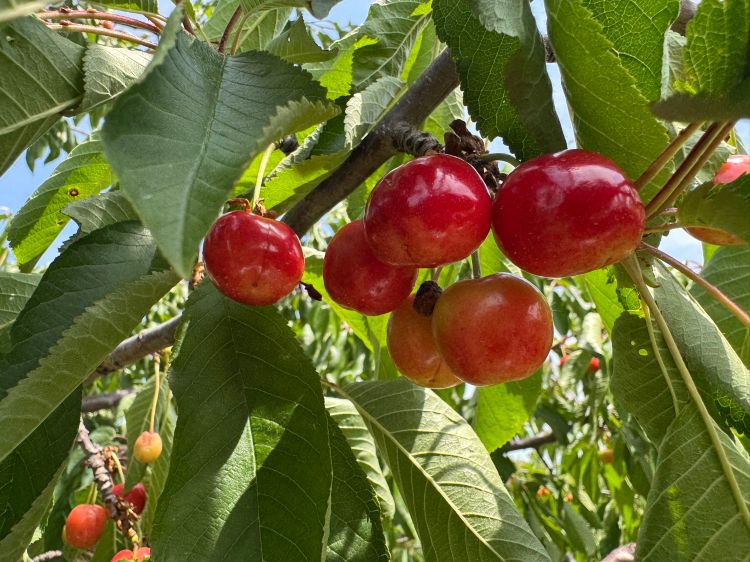 A cluster of unripe cherries that are beginning to turn red.