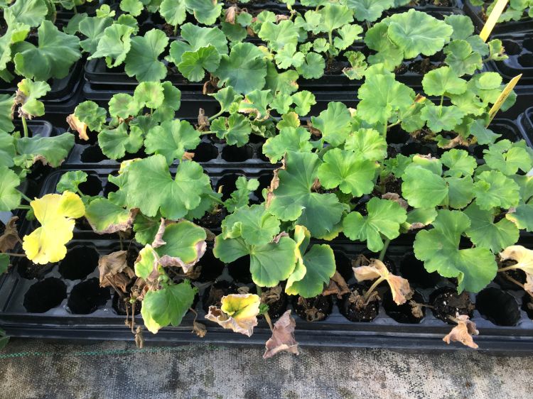 Prolonged exposure to elevated levels of ethylene can cause leaf senescence and abscission. Photo by Jeremy Jubenville, MSU Extension.