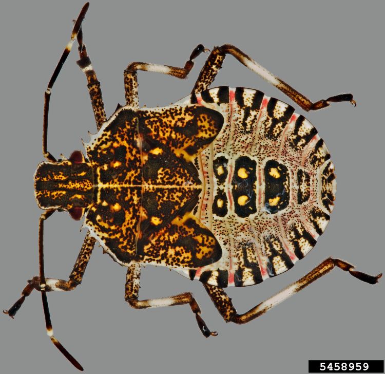 Brown marmorated stinkbug nymph. Photo credit: Steven Valley, Oregon Department of Agriculture, Bugwood.org