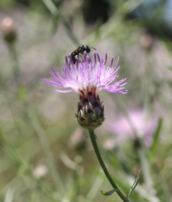 spotted knapweed