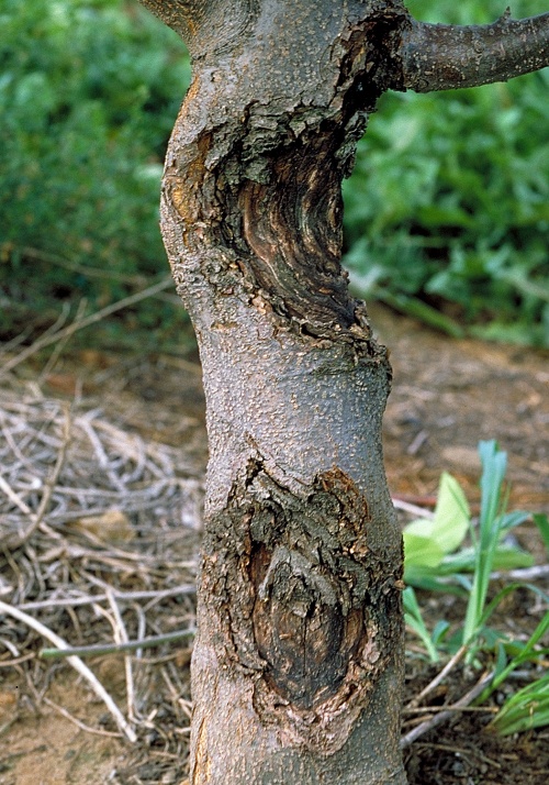 Cankers can have a target-like appearance.