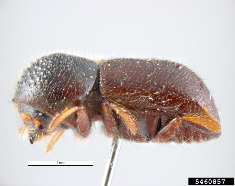 Adult black stem borer