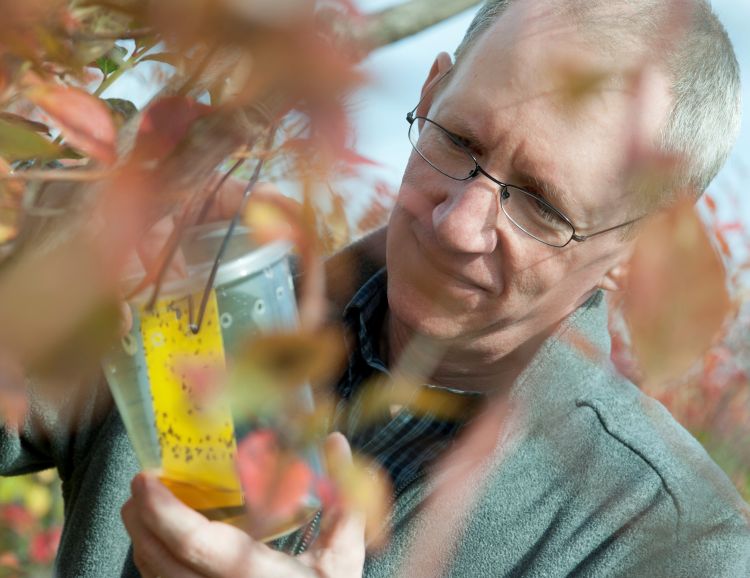 Rufus Isaacs with the standard cup trap used to monitor for spotted sing drosophila flies. Photo by Michigan State University.