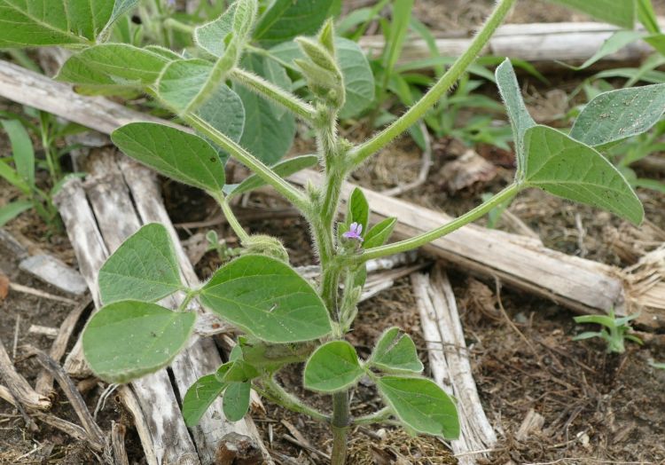 green leaves on a plant with a tiny purple flower in a brown field