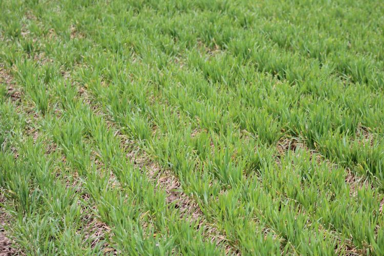 Wheat growing in a field.