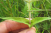 Stem of common boneset