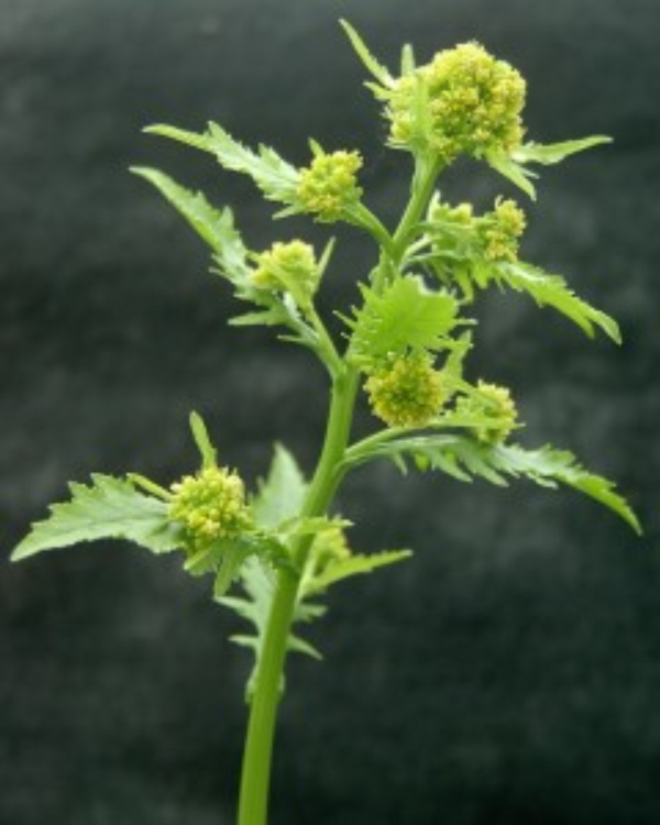 marsh yellowcress