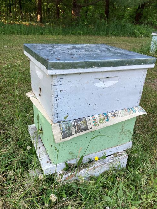 A hive with a sheet of newspaper between two brood boxes.