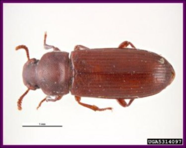 A flour beetle.