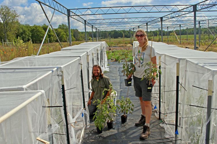 Researchers Luke Zehr and Andrea Glassmire tend tomato plants