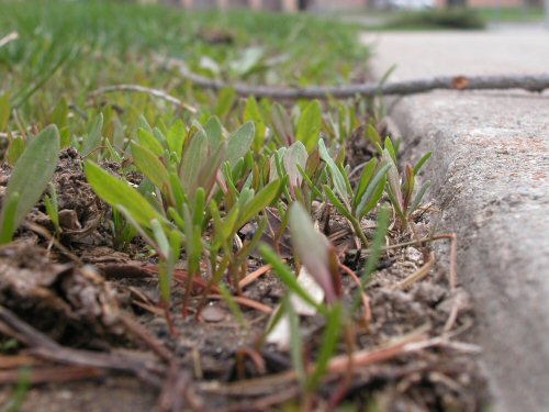  Prostrate Knotweed5.jpg 