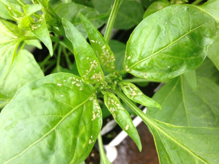 Aphids on a plant leaf.