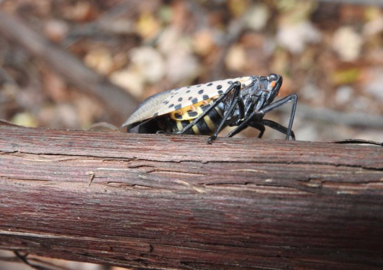 Spotted lanternfly