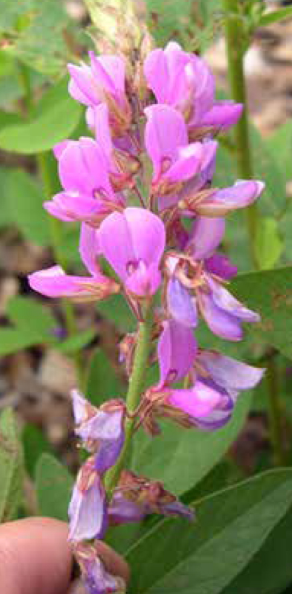 Showy tick trefoil