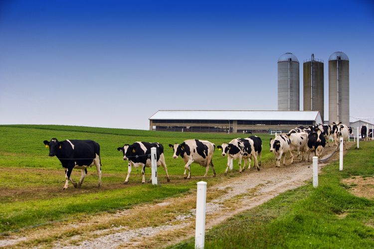 cows in field