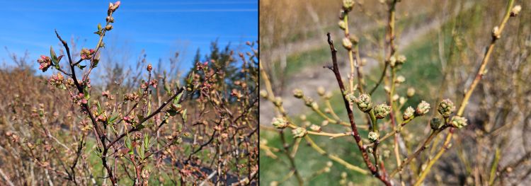 Two different blueberry varieties.