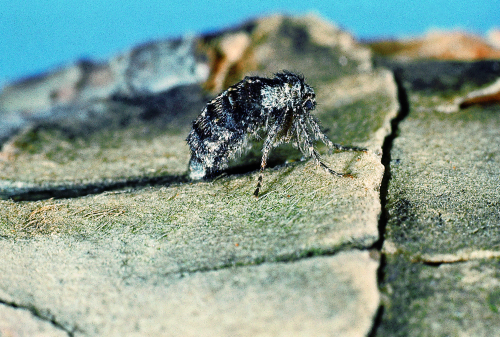  Female has stumpy, gray wings. 