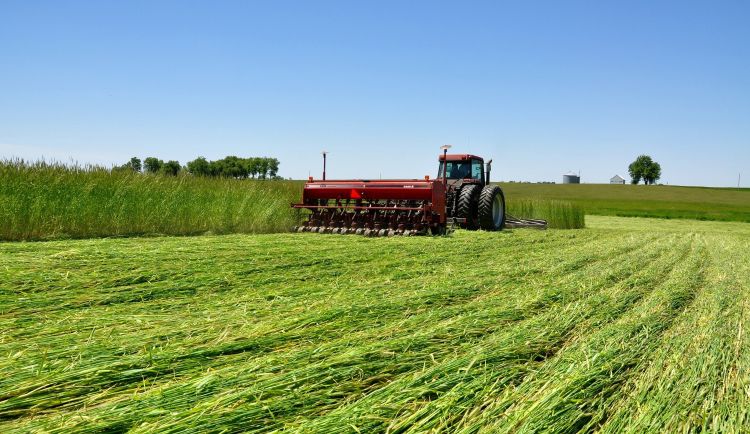 A tractor roller crimping a cover crop of rye.