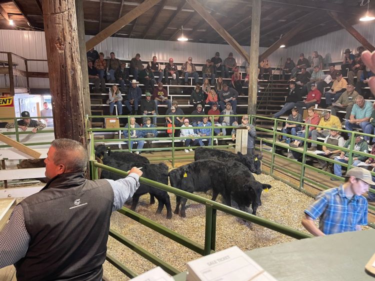 cows in a gate surrounded by bleachers with people seated in them