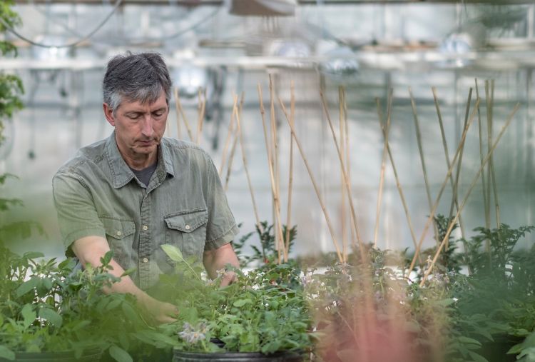 Dave Douches is the director of the MSU Potato Breeding and Genetics Program.