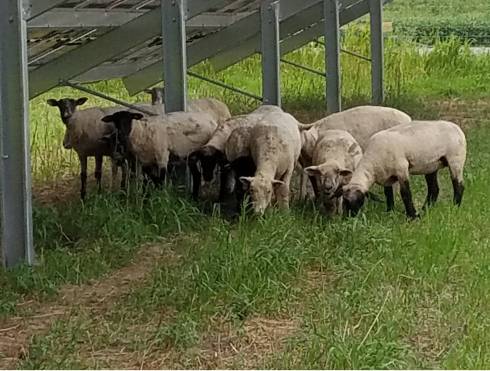 Sheep grazing under a solar array.