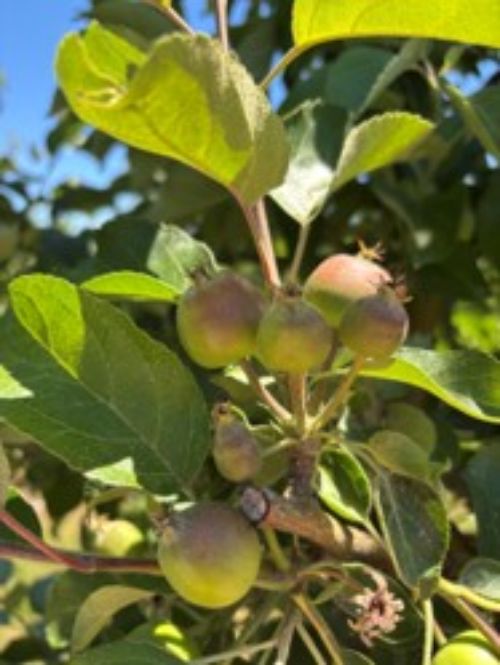 A cluster of small, unripe apple fruits