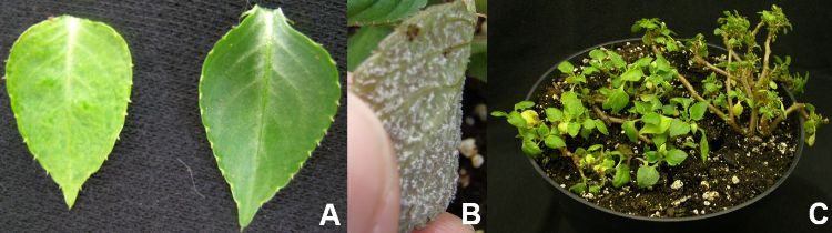 Downy mildew symptoms