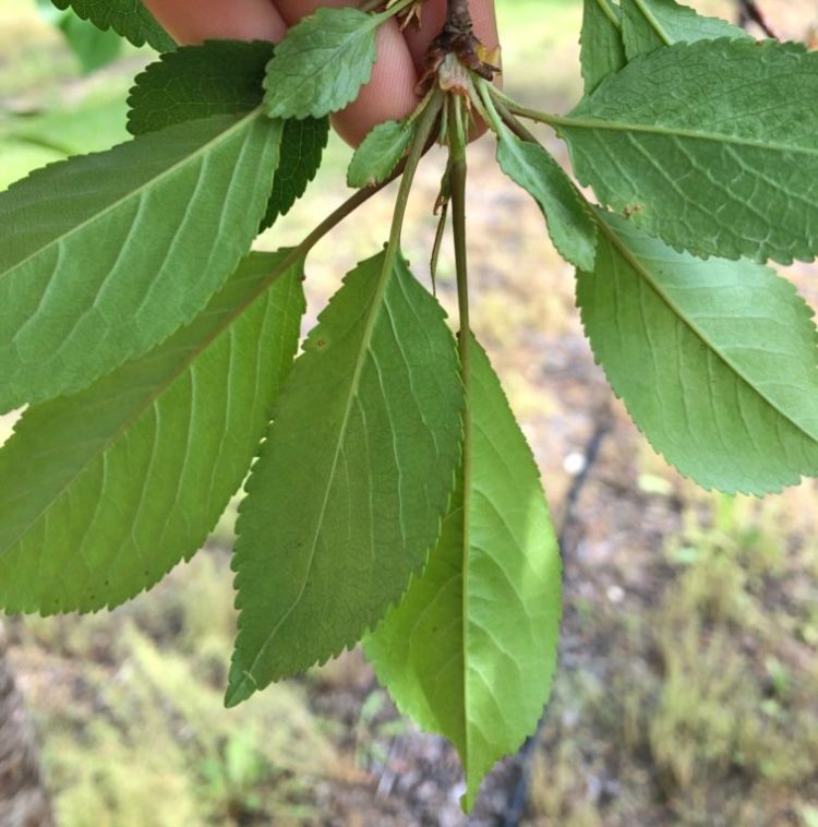 Cherry leaf spot symptoms