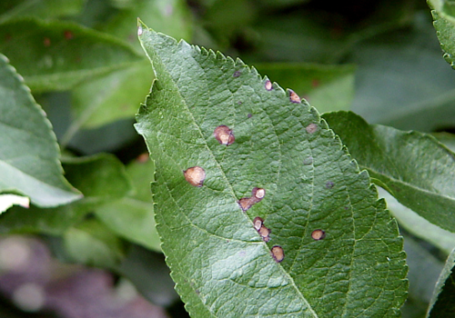  Lesions on leaves develop a darker, purplish halo. 