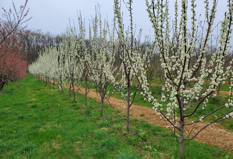 Fruit trees in bloom.