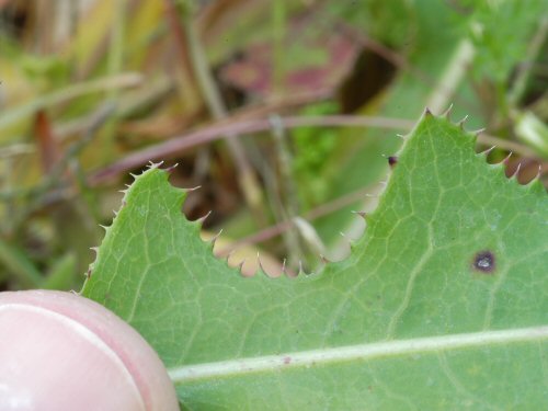  Perennial Sowthistle3.jpg 