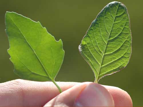 Common Lambsquarters7.jpg