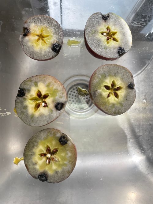 Apples cut in half stained with iodine.