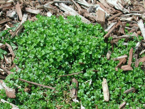  common chickweed3.jpg 